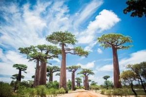 Image d'arbres de baobab